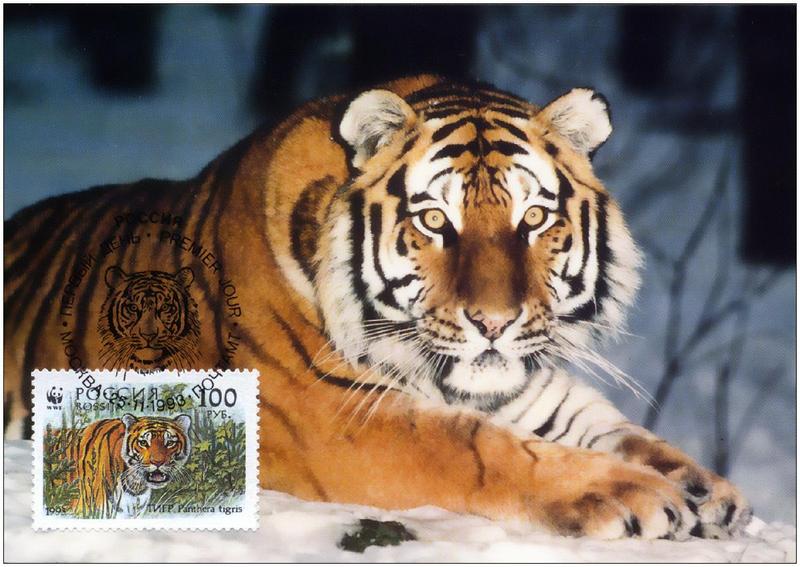 f Tigre postcard ph 100 1200.jpg