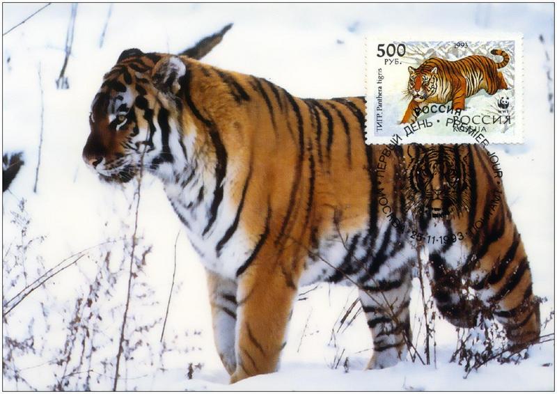 f Tigre postcard ph 500 1200.jpg