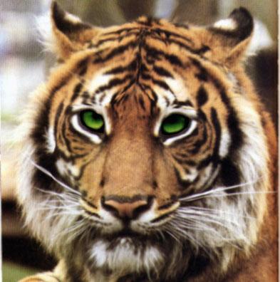 Jinx Tiger-Green Eyes-Face Closeup.jpg