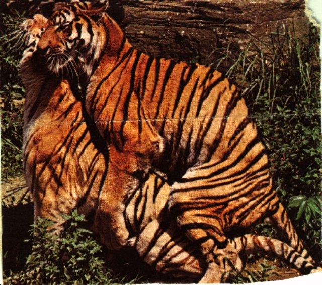 mate Tigers.jpg