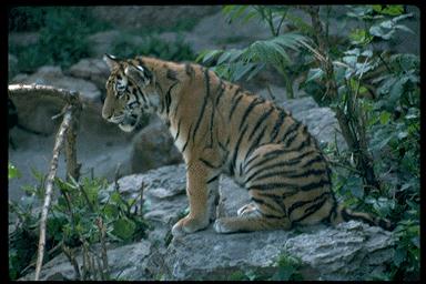 P51 088-Tiger-sitting on rock.jpg