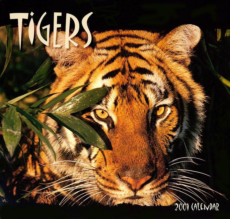 p-tigers cal2001 front.jpg