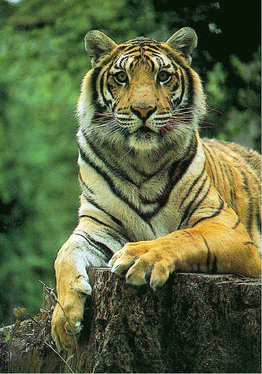 pvtiger-Tiger-resting on log cut.jpg