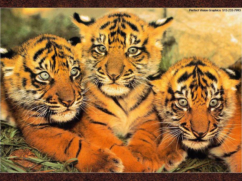 PVWild06-3 Tiger Cubs-Closeup.jpg
