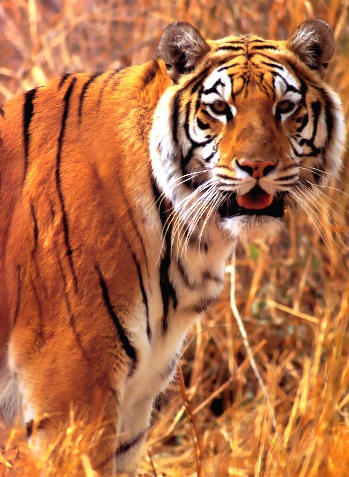 p-wc01-Tiger-face closeup.jpg