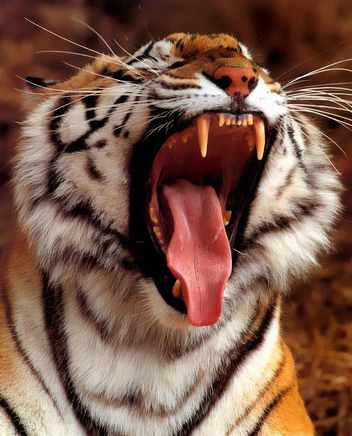 p-wc16-Tiger-big yawn-face closeup.jpg