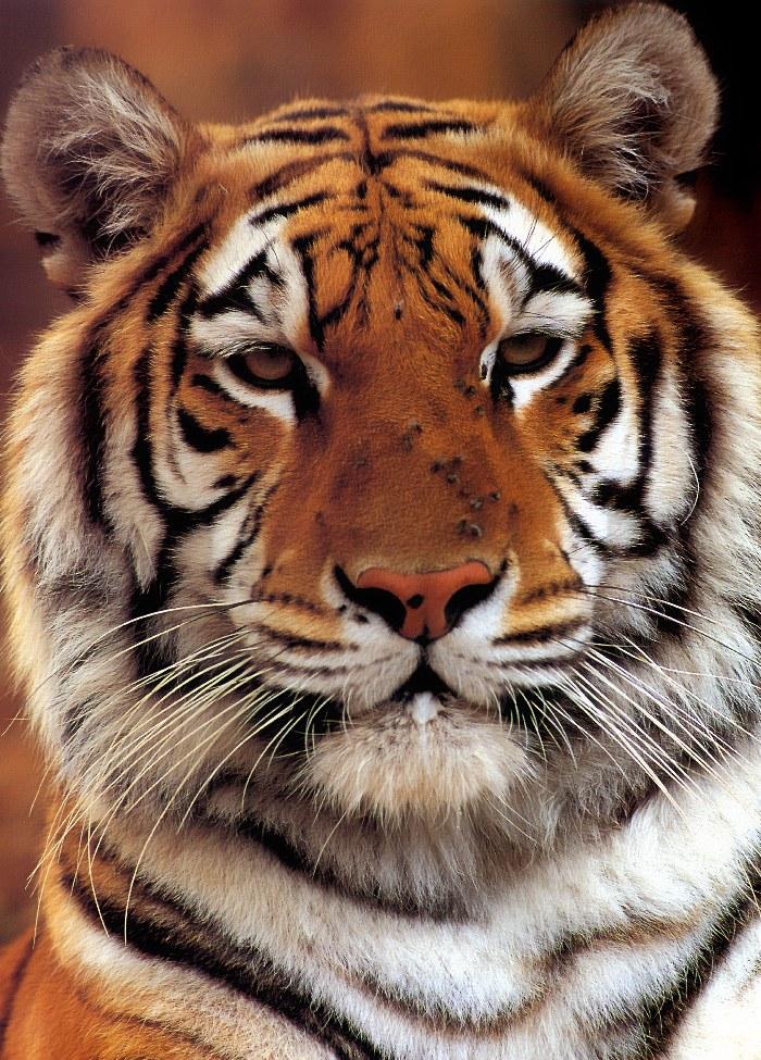 p-wc27-Tiger-face closeup.jpg
