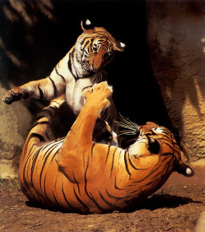 p-wc38-Tigers-playing on ground.jpg