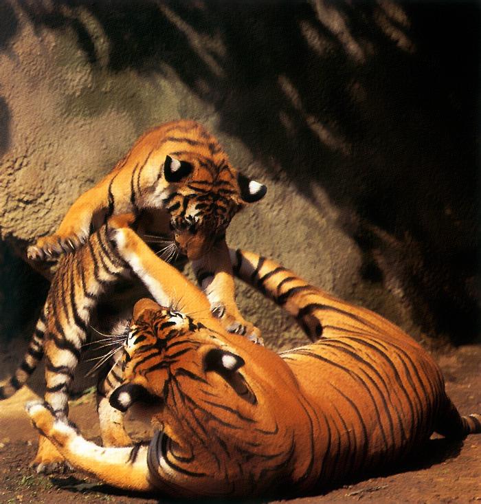p-wc39-Tigers-playing on ground.jpg