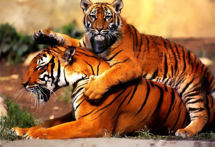 p-wc54-Tigers-mom and young.jpg
