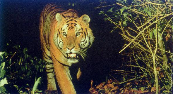 lj Royal Bengal Tiger-Nepal.jpg