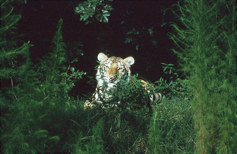 WOES1 009-Siberian Tiger.jpg