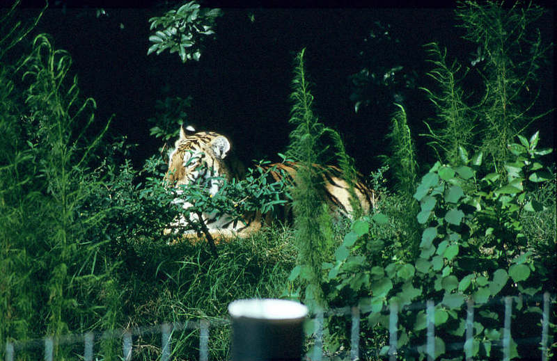 WOES1 011-Siberian Tiger.jpg
