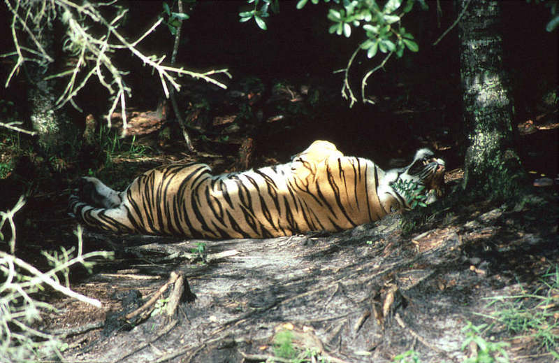 WOES1 014-Siberian Tiger.jpg