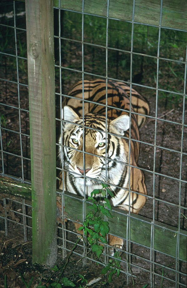 WOES1 016-Siberian Tiger.jpg