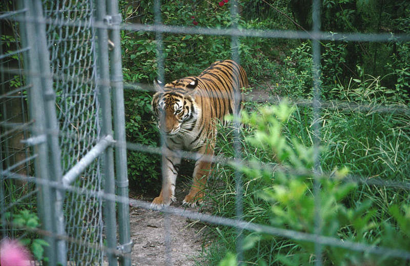 WOES1 017-Siberian Tiger.jpg