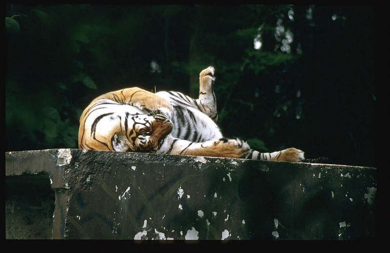 WOES1 023-Siberian Tiger.jpg