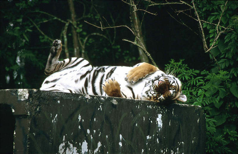 WOES1 028-Siberian Tiger.jpg