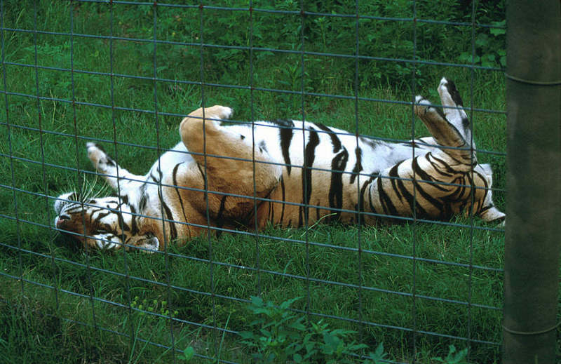 WOES1 029-Siberian Tiger.jpg