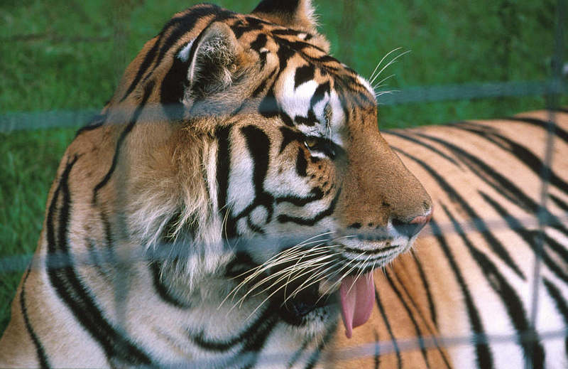 WOES1 030-Siberian Tiger.jpg