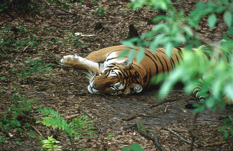 WOES1 032-Siberian Tiger.jpg