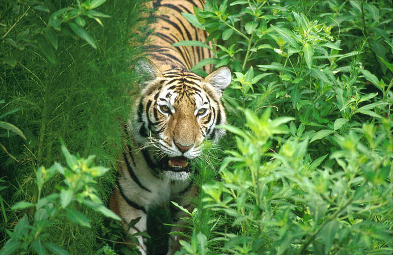 WOES1 037-Siberian Tiger.jpg