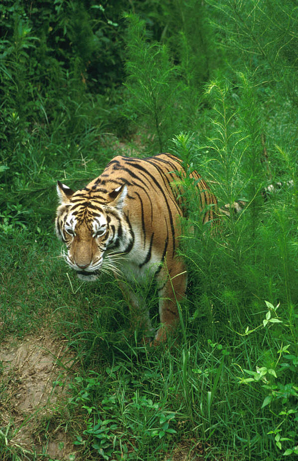 WOES1 039-Siberian Tiger.jpg