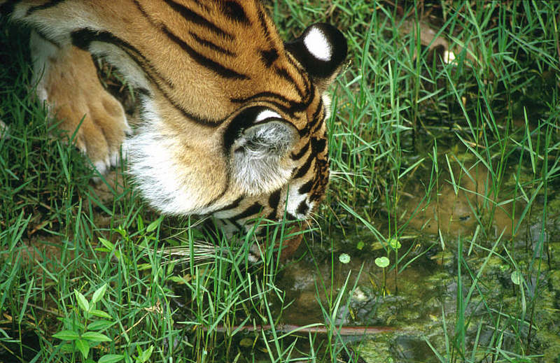 WOES1 040-Siberian Tiger.jpg