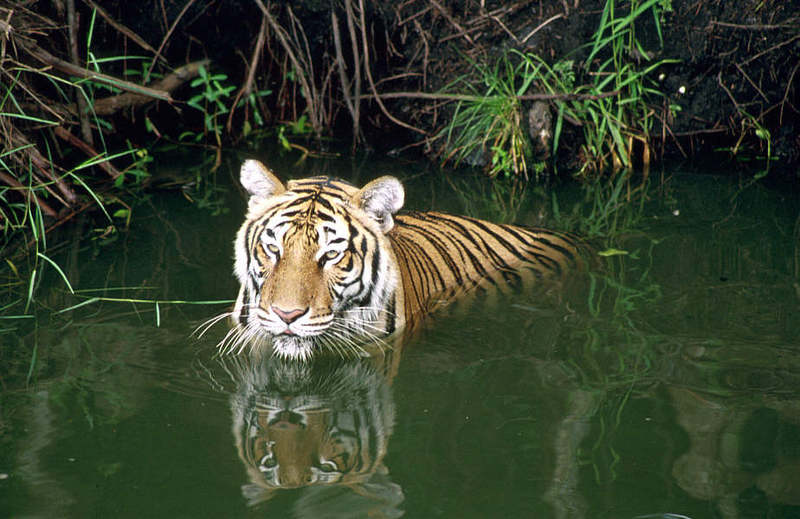 WOES1 047-Siberian Tiger.jpg