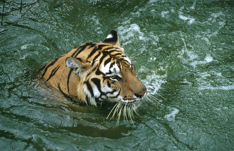 WOES1 048-Siberian Tiger.jpg