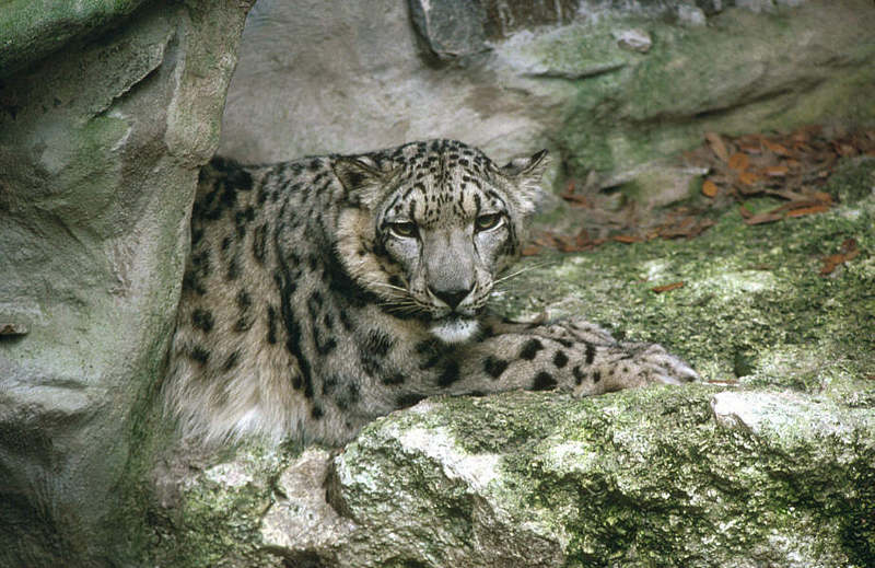 WOES1 085-Snow Leopard.jpg