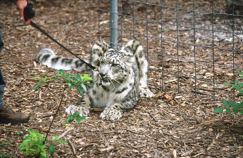 WOES1 090-Snow Leopard.jpg