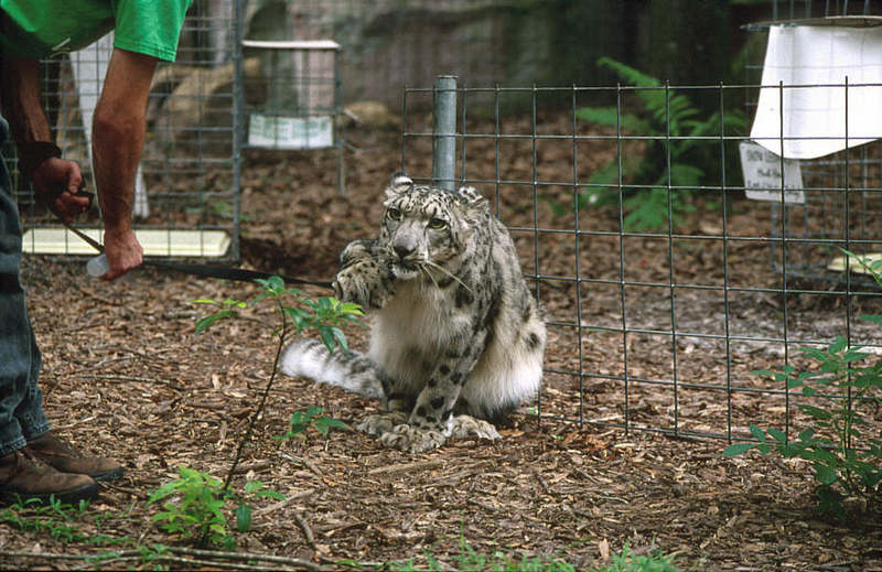 WOES1 091-Snow Leopard.jpg