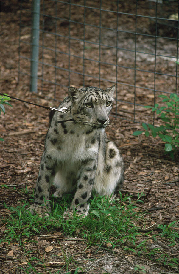 WOES1 092-Snow Leopard.jpg