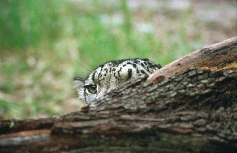 WOES1 099-Snow Leopard.jpg