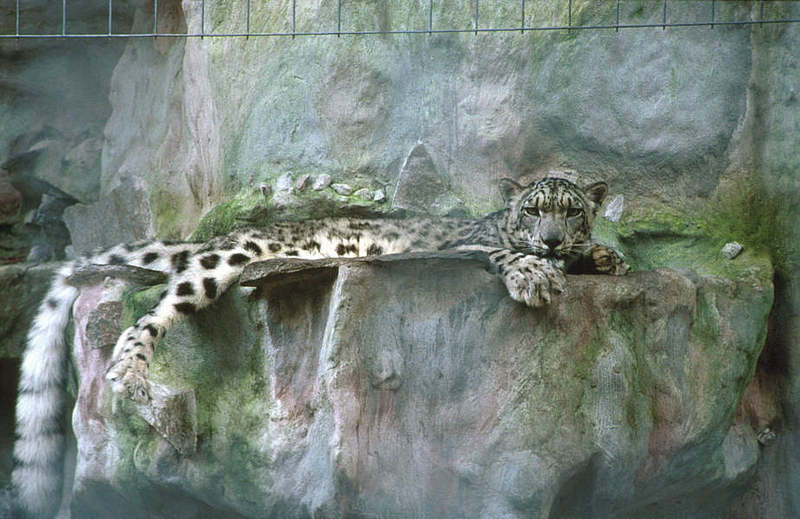 WOES1 100-Snow Leopard.jpg