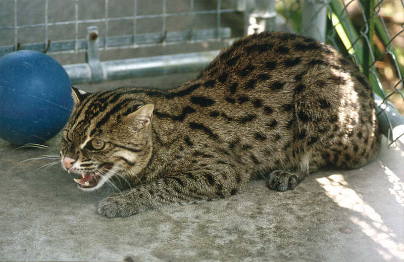WOES1 104-Fishing Cat.jpg