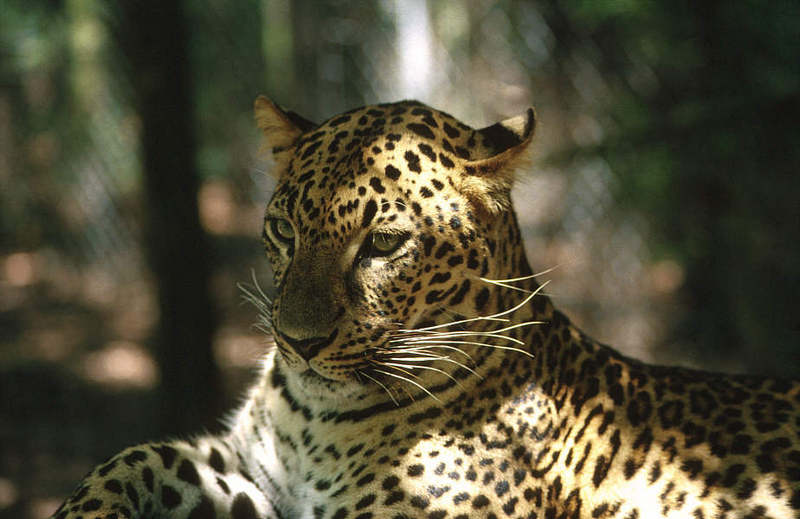 WOES2 056-African Spotted Leopard.jpg