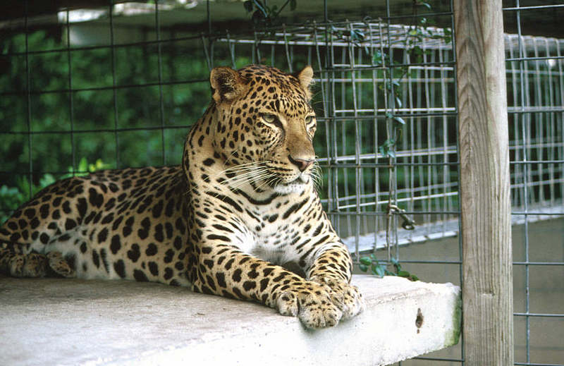 WOES2 064-African Spotted Leopard.jpg