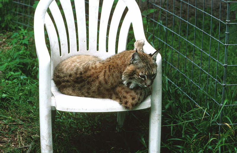 WOES4 041-Bobcat.jpg