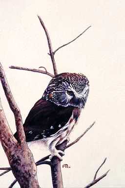 Bird Painting-Owl2-perching on tree.jpg