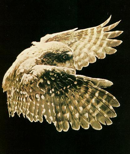 Owl In Flight.jpg