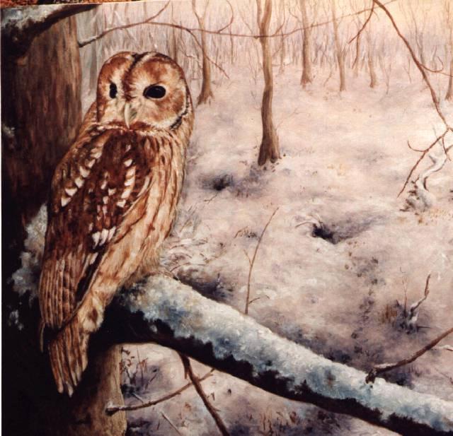 bird1-owl illust.jpg