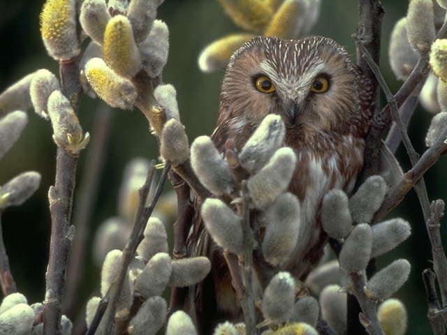 Owl-In Budding Bush.jpg