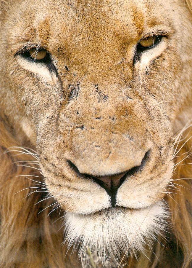 afwld079-African Lion-male face closeup.jpg