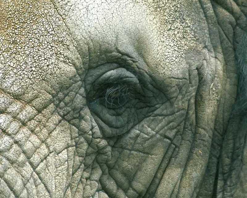 animalwild025-African Elephant.jpg