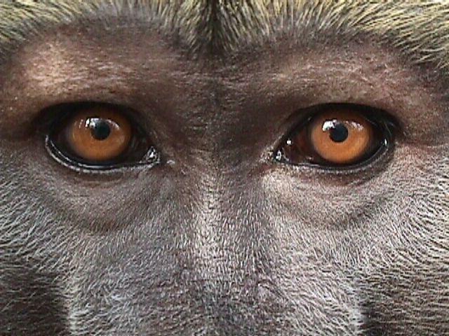 Baboon Face Closeup - Orange Yellow Eyes.jpg