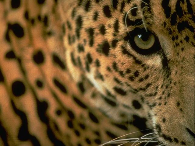 S095167-Jaguar-Animal Eyes-Closeup.jpg