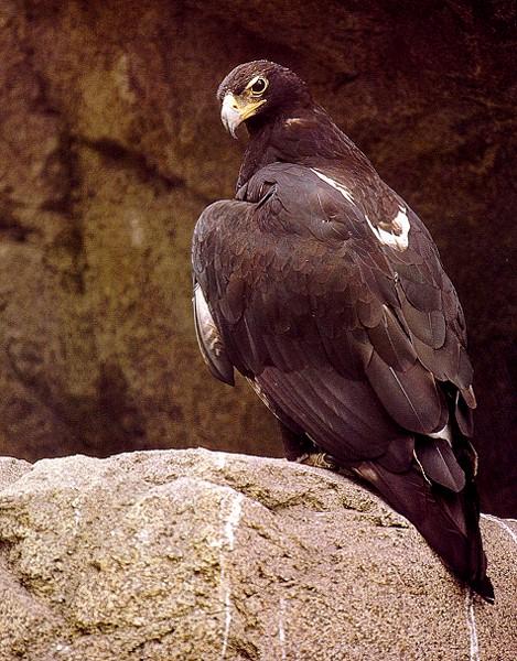Black Eagle.jpg