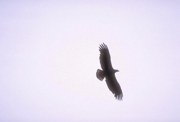 Eagle Flight.jpg